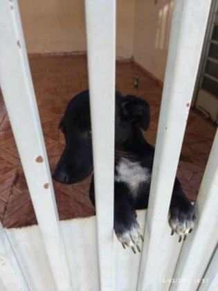 Mulher é presa em Iporá após mudar de casa e deixar cadela sem comida e água Mulher é presa em Iporá após mudar de casa e deixar cadela sem comida e água