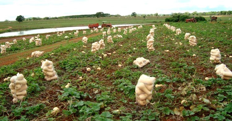 Rubiataba e Porangatu podem exportar melancia e abóbora Rubiataba e Porangatu podem exportar melancia e abóbora