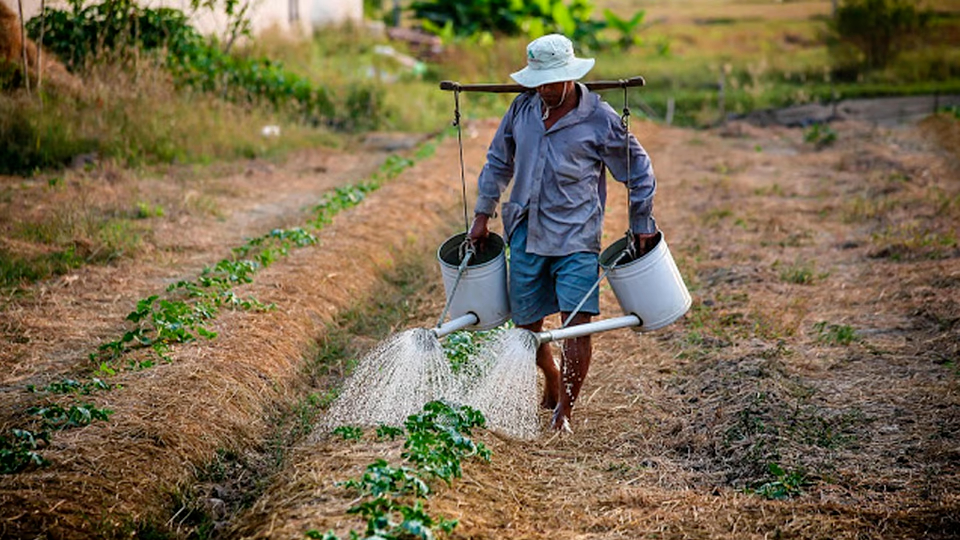Decreto concede desconto no crédito rural de agricultores familiares Decreto concede desconto no crédito rural de agricultores familiares