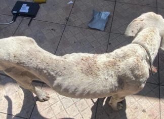 Cachorro infestado de carrapatos morre e tutor é preso por maus-tratos, em Goiânia Cachorro infestado de carrapatos morre e tutor é preso por maus-tratos, em Goiânia
