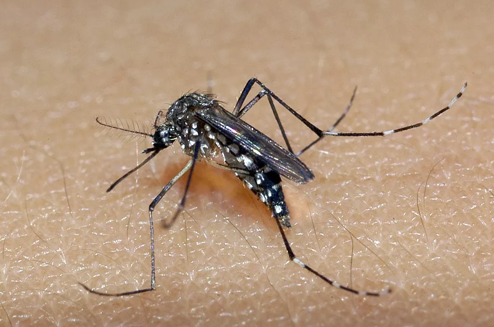 Zika vírus pode estar a um passo de novo surto global Zika vírus pode estar a um passo de novo surto global