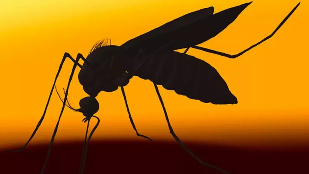 O que está por trás de nova epidemia de dengue no Brasil O que está por trás de nova epidemia de dengue no Brasil