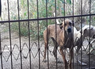 Homem é preso por maus-tratos a cães, em Iporá Homem é preso por maus-tratos a cães, em Iporá