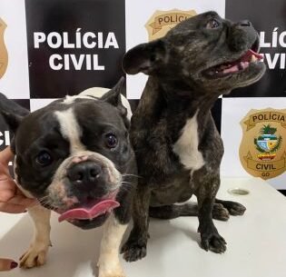 PCGO recupera duas cachorras da raça buldogue francês em Morrinhos￼